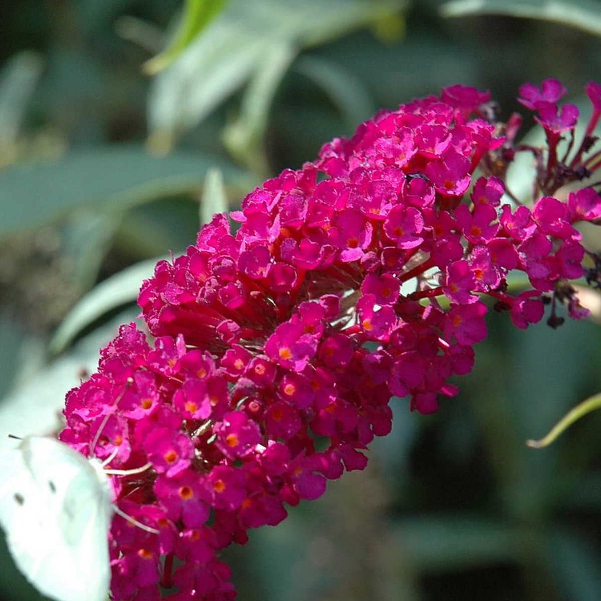 Buddleja Vlinderstruik 'Davidii Royal Red' - Rood, Meerjarig En Winterhard - Vlinderplant / Vlinderstruiken - Aantrekkelijk Voor De Vlinder | 1.5 Liter Pot