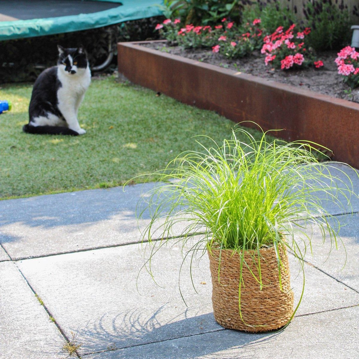 Merkloos ZynesFlora - Cyperus - Kattengras - Ø 12 Cm - Hoogte: 25-30 Cm - Kamerplant