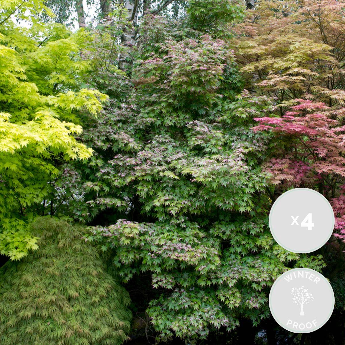  4x Acer Mix - Orange Dream - Going Green - Butterfly - Atropurpureum - ⌀10.5 Cm - 25-30 Cm