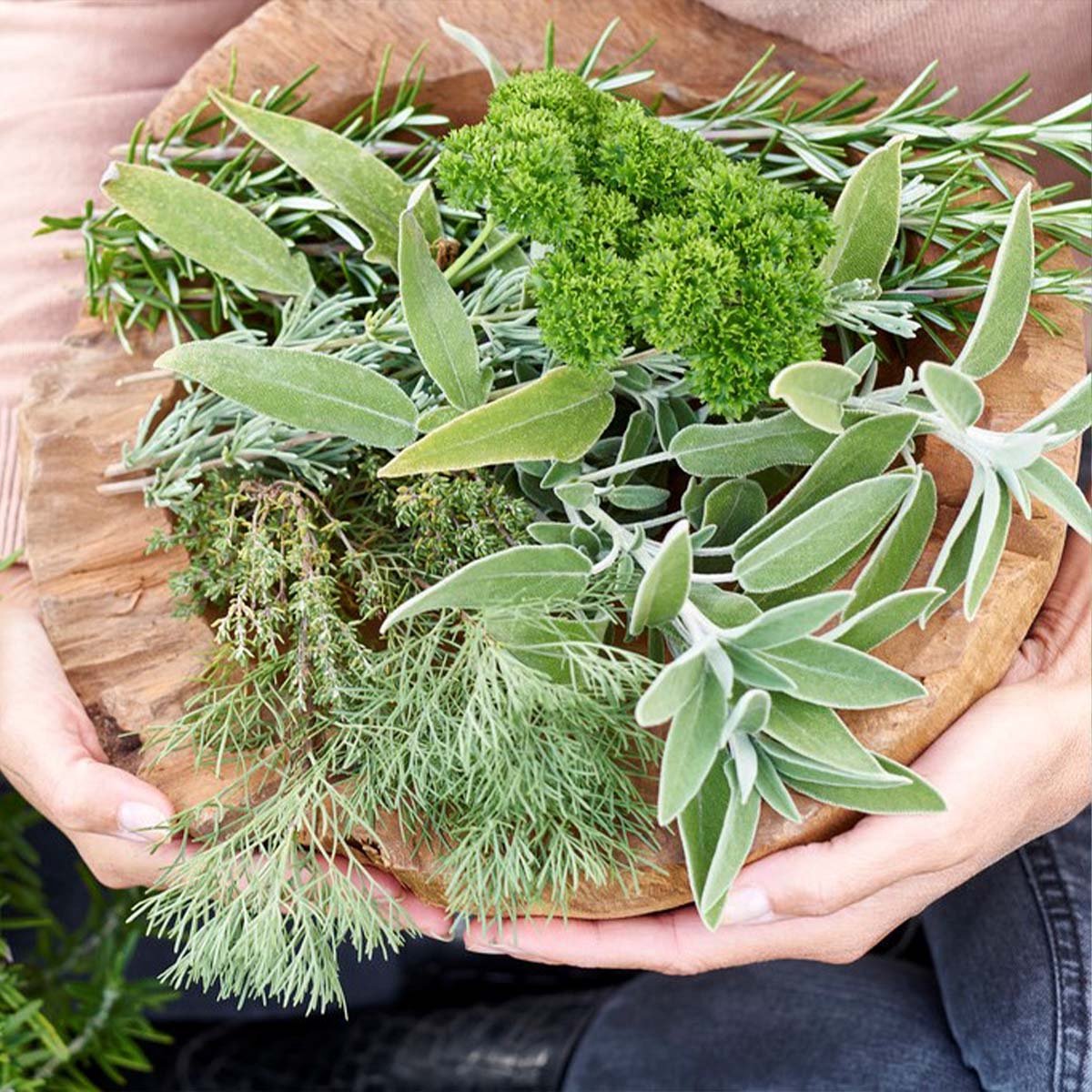  6x Biologische Tuinkruiden Mix - Tuinplanten Mix – Keuken Kruiden - ⌀9 Cm - 10-15 Cm