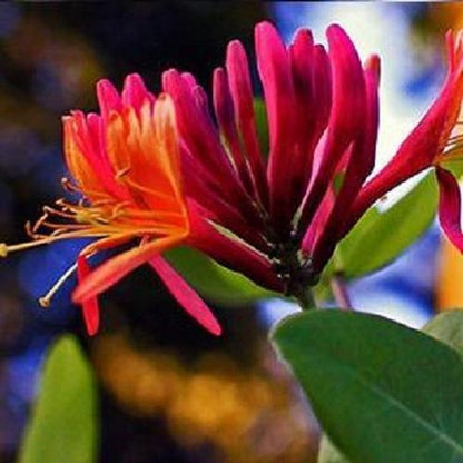  2 X Kamperfoelie Red World (Lonicera - Groenblijvend / Wintergroen): Set Van 2 Kamperfoelie Red World Klimplanten - Rood/Oranje &amp; Winterharde Tuinplanten | 2 X 1,5 Liter Potten