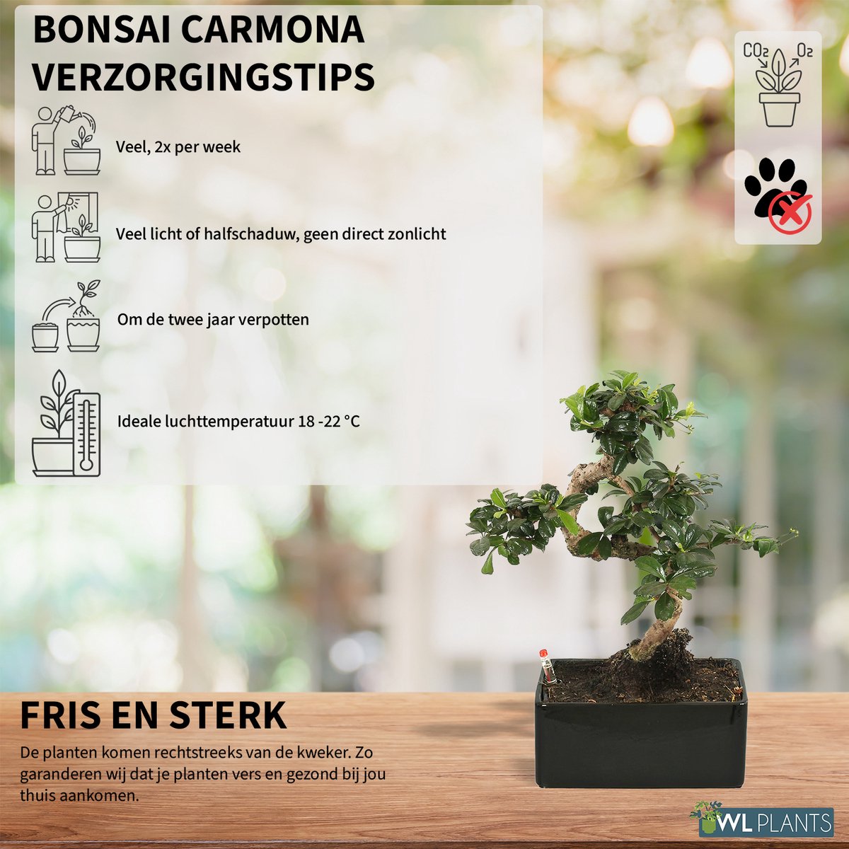  WL Plants - Bonsai Carmona - Bonsai Boompje - Kamerplanten - Unieke Kamerplant - ± 35cm Hoog - 22cm Diameter - In Keramieke Zwarte Pot