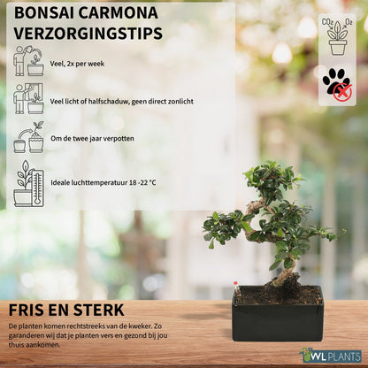  WL Plants - Bonsai Carmona - Bonsai Boompje - Kamerplanten - Unieke Kamerplant - ± 35cm Hoog - 22cm Diameter - In Keramieke Zwarte Pot