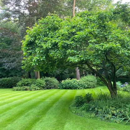  Schaduw Graszaad Voor 50m² Gras | Voor Een Gazon Met Veel Schaduw | Hitte &amp; Droogte Resistent