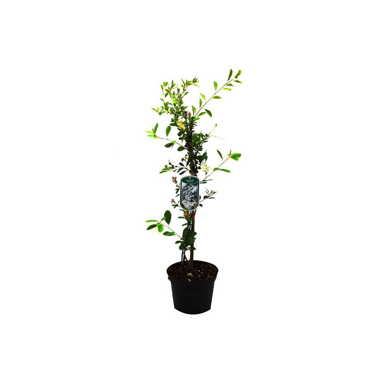  Exochorda 'The Bride' - Parelstruik 50-60 Cm Pot