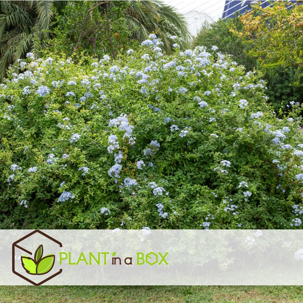  Plant In A Box - Plumbago Auriculata - Set Van 3 - Mannentrouw - Lang Bloeiende Klimplant - Pot 9cm - Hoogte 25-40cm