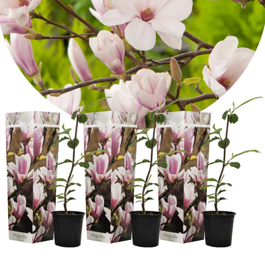  Plant In A Box - Magnolia Stellata - Set Van 3 - Brede Struik/Kleine Boom Winterhard - Roze Bloemen - Pot 9cm - Hoogte 25-40cm