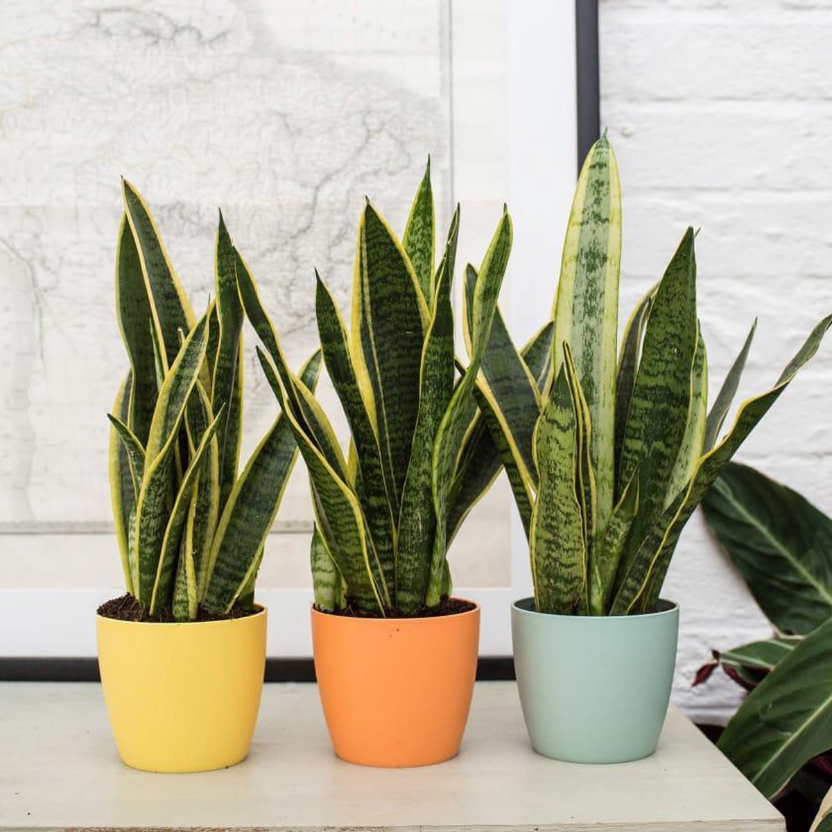  Plant In A Box - Sansevieria Laurentii - Set Van 3 - Makkelijke Kamerplant - Vrouwentong - Pot 12cm - Hoogte 30-40cm
