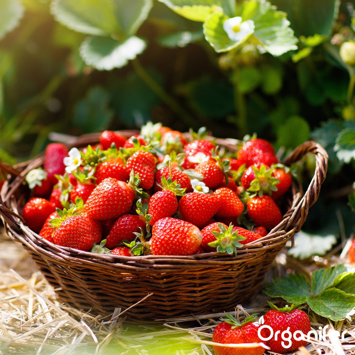  Groentezaden Pakket – 25 Culinaire Soorten - Organifer