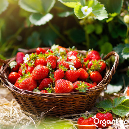  Groentezaden Pakket – 25 Culinaire Soorten - Organifer