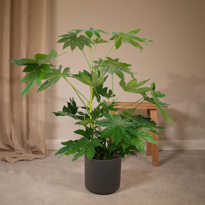  Fatsia Japonica Groen - 85cm