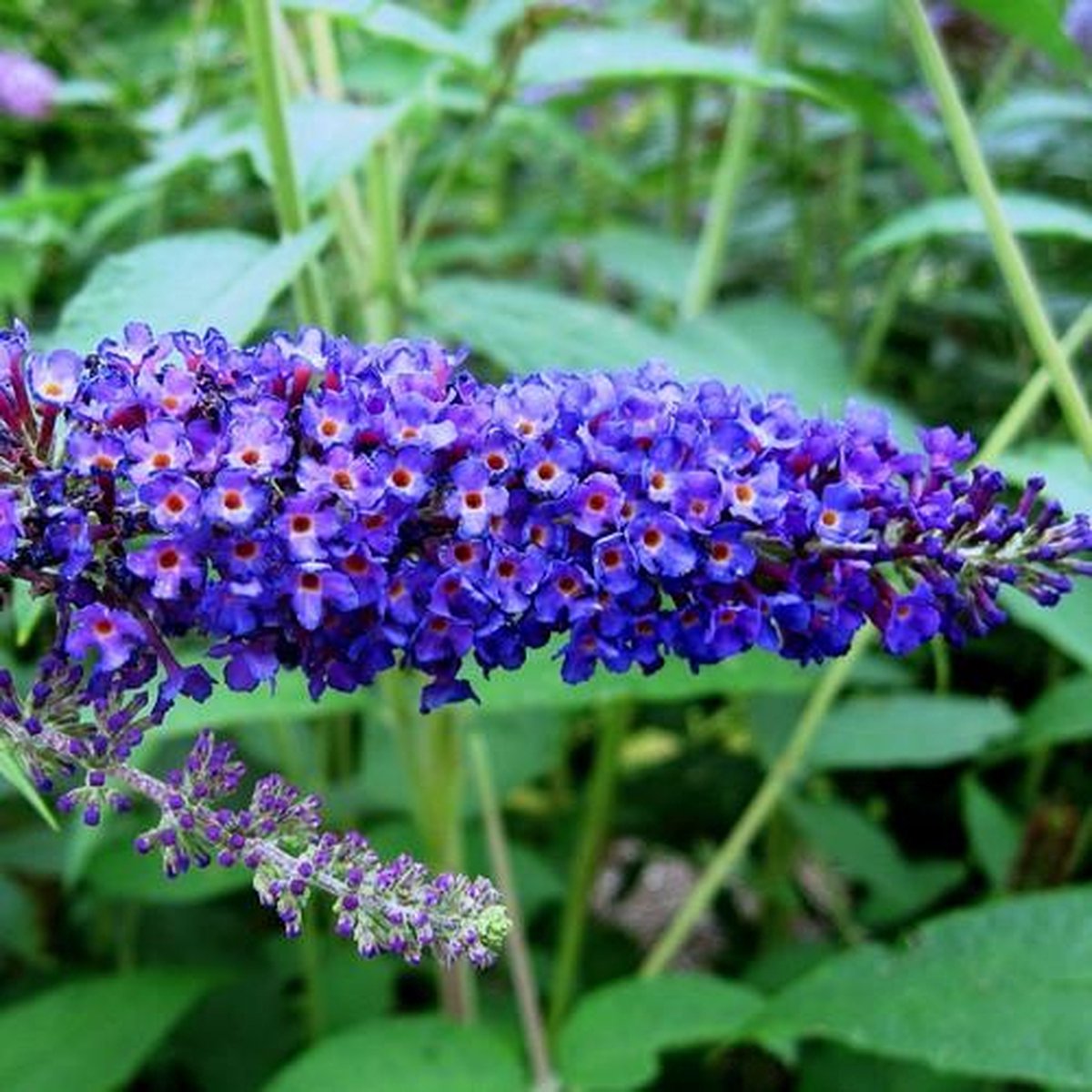  Buddleja Vlinderstruik Empire Blue - Blauwe Bloemen, Meerjarig En Winterhard | Vlinderplant / Vlinderstruiken - Aantrekkelijk Voor De Vlinder | 1.5 Liter Pot