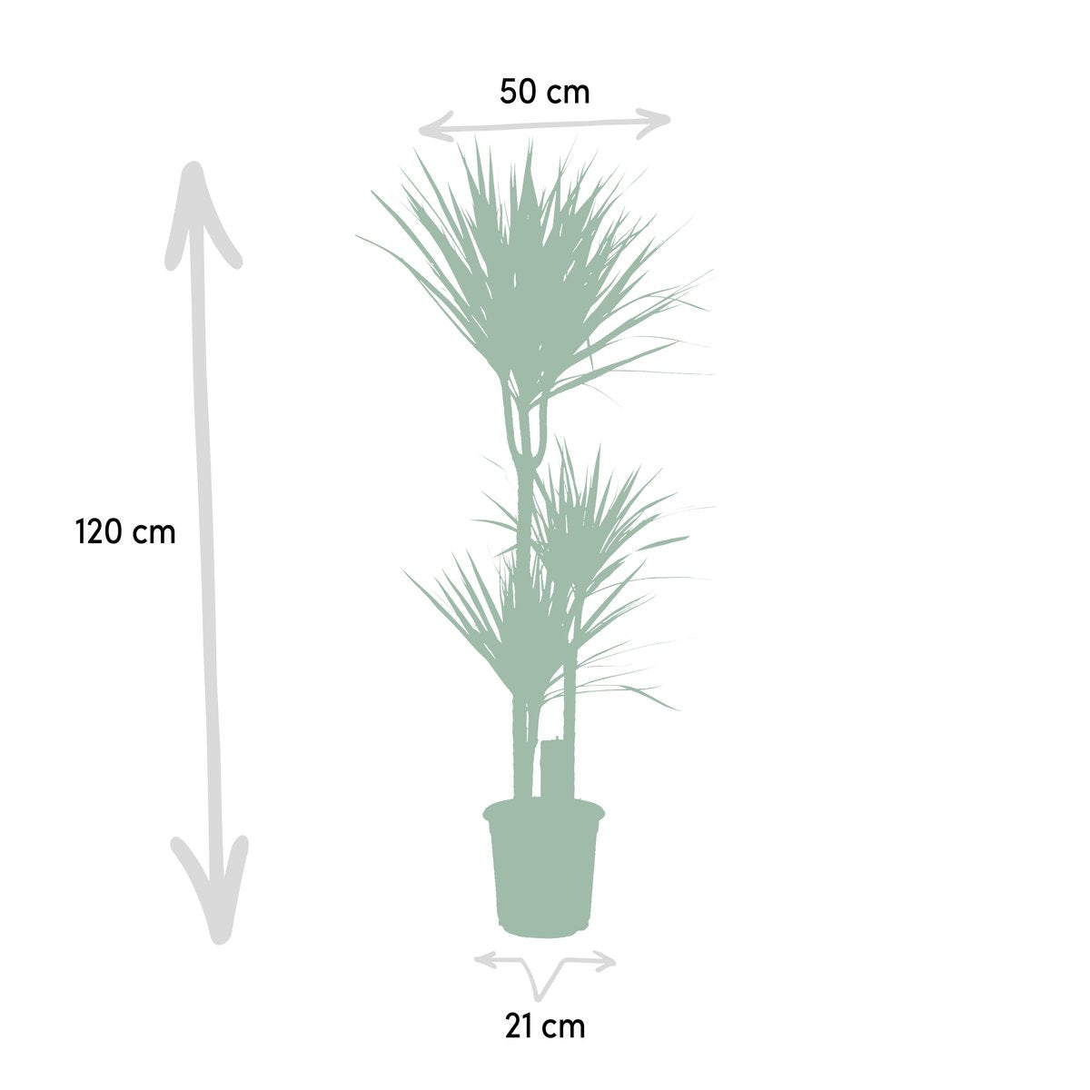  XXL Dracaena Marginata, Drakenbloedboom - 120cm Hoog, ø21cm Potmaat - Grote Kamerplant ,Tropische Palm - Vers Van De Kwekerij, Luchtzuiverend, Makkelijke Verzorging