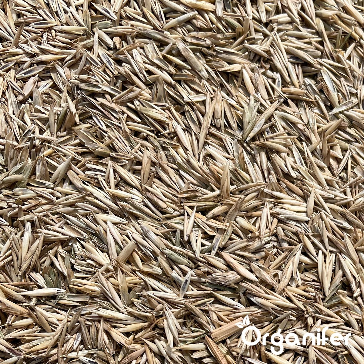  Herstelgazon Graszaad Met Grote Kiemkracht – Fast Repair (5 Kg Voor 250m2) Organifer