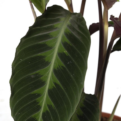  Calathea Warscewiczii 70cm