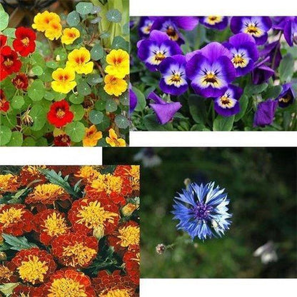  Buzzy® Zaadmatjes Eetbare Bloemen - 4 Matjes