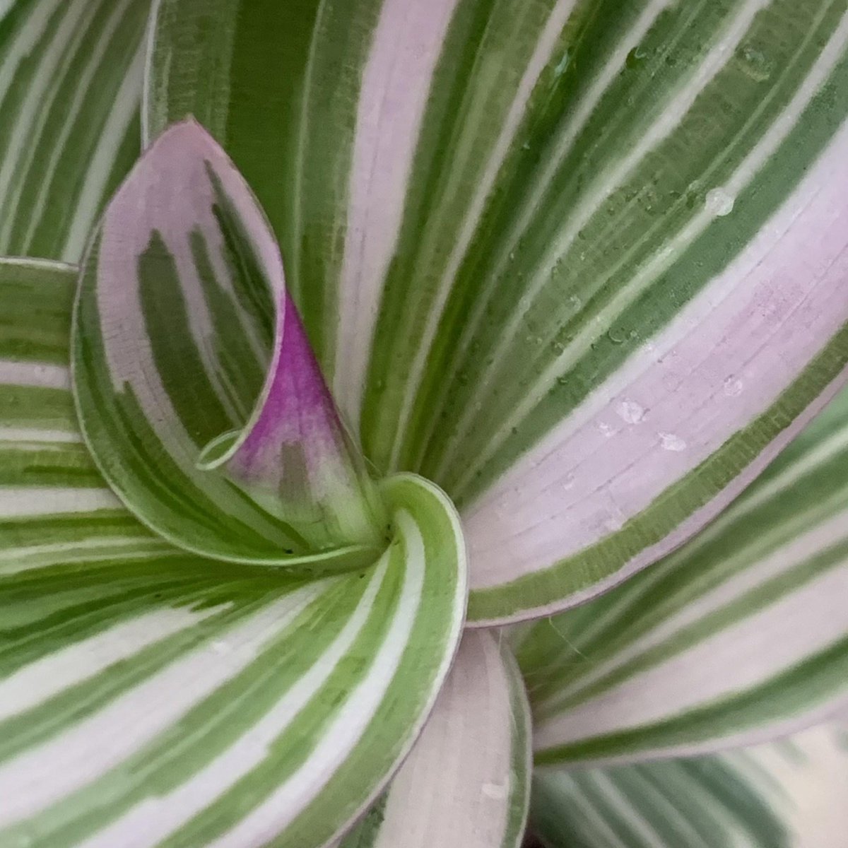 Merkloos Tradescantia Nanouk - Roze Groene Bladeren - Makkelijke Kamerplant