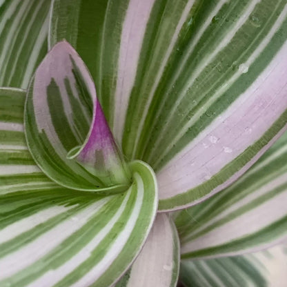 Merkloos Tradescantia Nanouk - Roze Groene Bladeren - Makkelijke Kamerplant