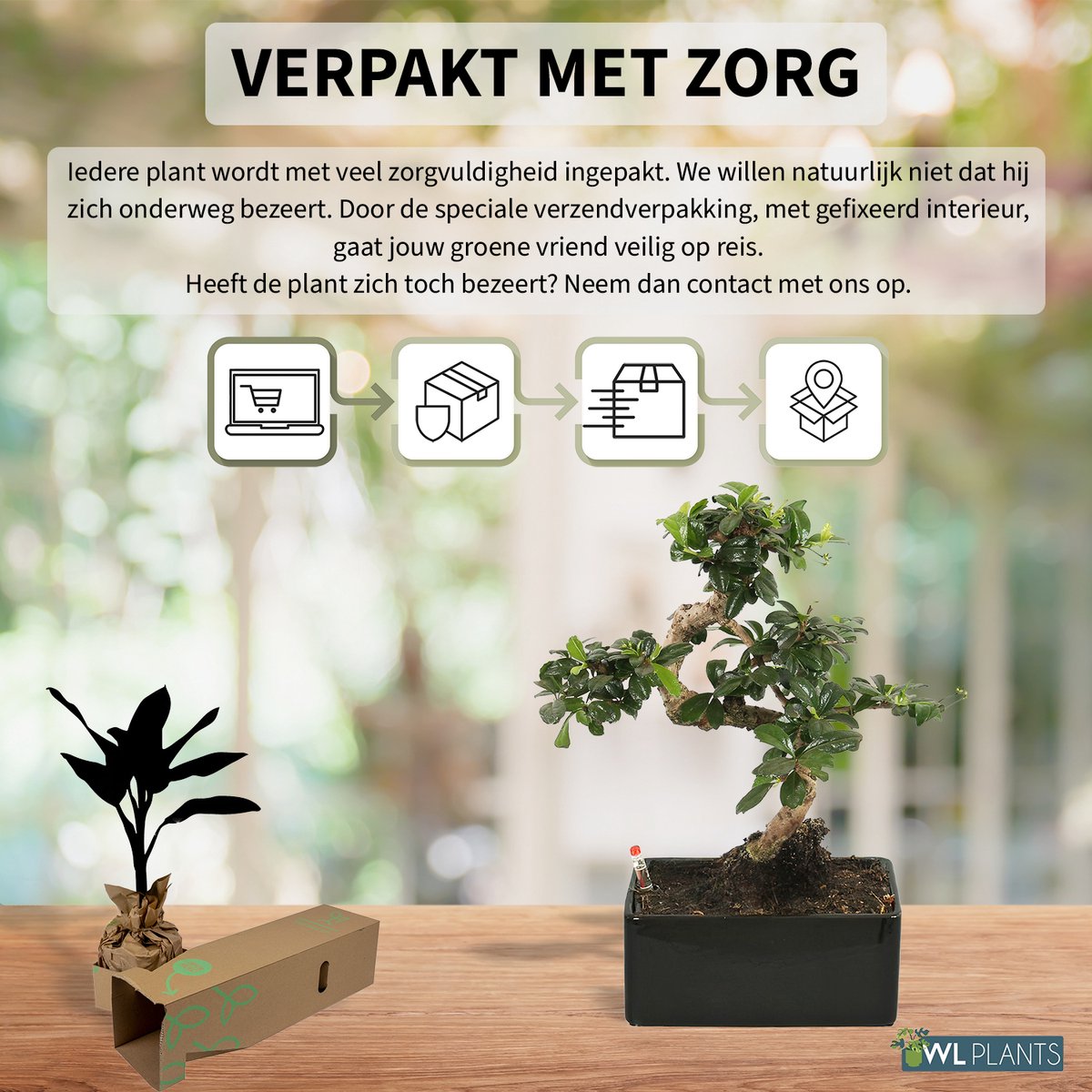  WL Plants - Bonsai Carmona - Bonsai Boompje - Kamerplanten - Unieke Kamerplant - ± 35cm Hoog - 22cm Diameter - In Keramieke Zwarte Pot