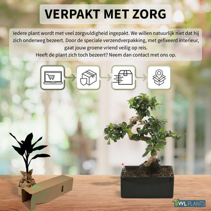  WL Plants - Bonsai Carmona - Bonsai Boompje - Kamerplanten - Unieke Kamerplant - ± 35cm Hoog - 22cm Diameter - In Keramieke Zwarte Pot