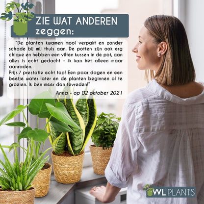  WL Plants - Set Van 4 - Kamerplanten - 1x Aloë Vera, 1x Coffea Arabica, 1x Monstera Deliciosa, 1x Sansevieria Laurentii - 12cm Diameter - Van Professionele Kweek - Groene Planten - Binnen Planten - In Bruine Mand Gemaakt Van Riet - ± 35cm Hoog