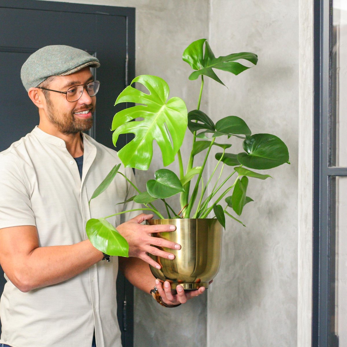  Monstera Deliciosa | Kamerplant | Groene Plant | Gatenplant | Potmaat 17cm | Hoogte 50cm | Geleverd In Kwekerspot