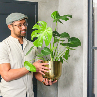  Monstera Deliciosa | Kamerplant | Groene Plant | Gatenplant | Potmaat 17cm | Hoogte 50cm | Geleverd In Kwekerspot
