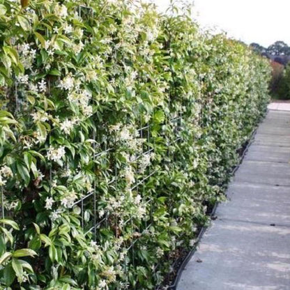  Witte Toscaanse Jasmijn (Sterjasmijn) - Klimplant | Wit - Groenblijvend / Wintergroen En Winterhard - ClematisOnline | 1,5 Liter Pot - Deze Jasmijn Plant Kan Gecombineerd Worden Met Andere Klimplanten Zoals Clematis Of Rozen In Bijv. Een Klimrek
