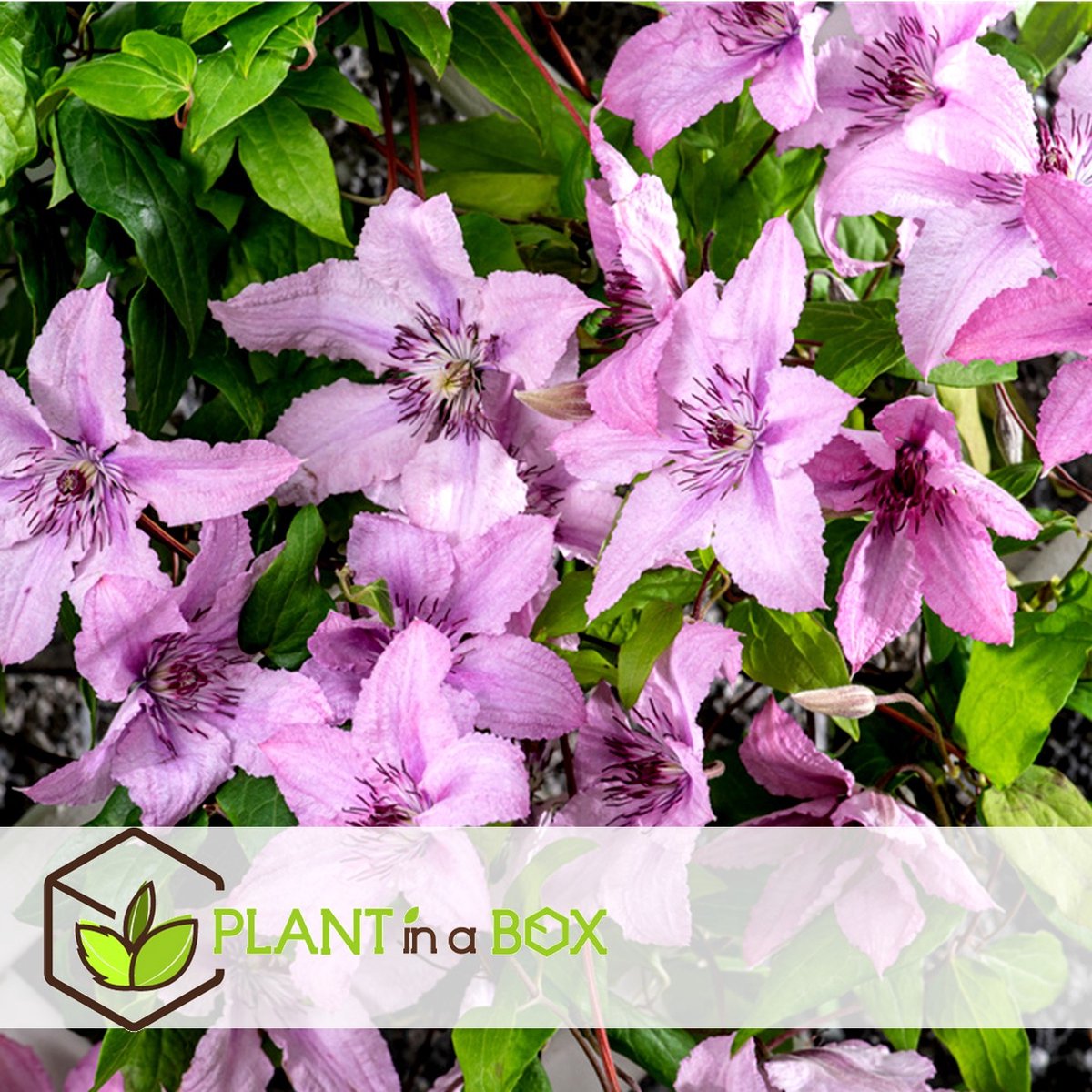  Plant In A Box - Mix Van 3 Clematis - Clematis Hybrid 'Mme Le Coultre', 'Hagley Hybrid', 'Polish Spirit' - Pot 9cm - Hoogte 25-40cm