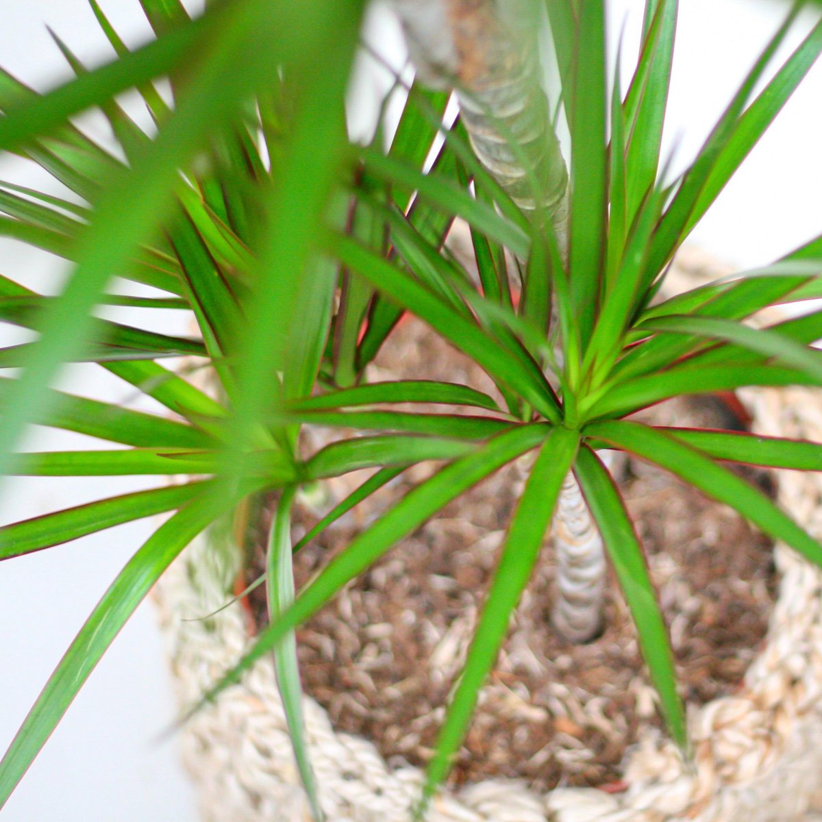  Dracaena Marginata | Groene Kamerplant | Potmaat 21cm | Hoogte 95cm | Geleverd In Kwekerspot