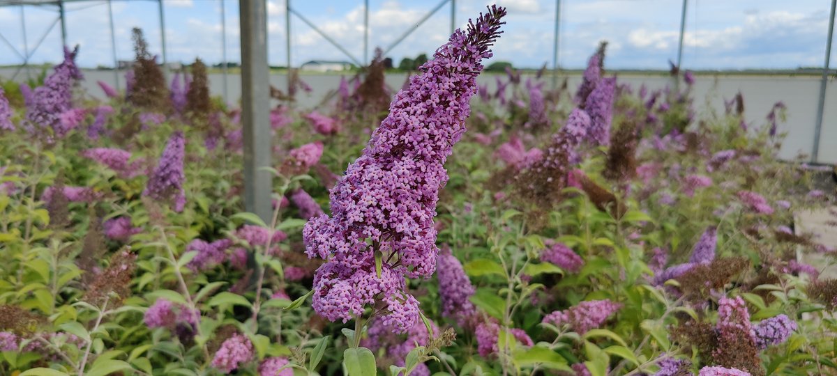  Buddleja 'Pink Delight' Vlinderstruik - 60 Cm - 2 Liter Pot