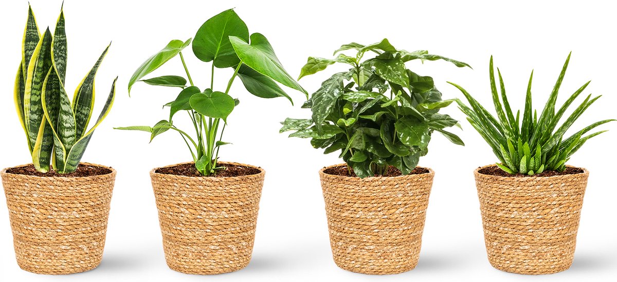  WL Plants - Set Van 4 - Kamerplanten - 1x Aloë Vera, 1x Coffea Arabica, 1x Monstera Deliciosa, 1x Sansevieria Laurentii - 12cm Diameter - Van Professionele Kweek - Groene Planten - Binnen Planten - In Bruine Mand Gemaakt Van Riet - ± 35cm Hoog