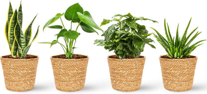  WL Plants - Set Van 4 - Kamerplanten - 1x Aloë Vera, 1x Coffea Arabica, 1x Monstera Deliciosa, 1x Sansevieria Laurentii - 12cm Diameter - Van Professionele Kweek - Groene Planten - Binnen Planten - In Bruine Mand Gemaakt Van Riet - ± 35cm Hoog