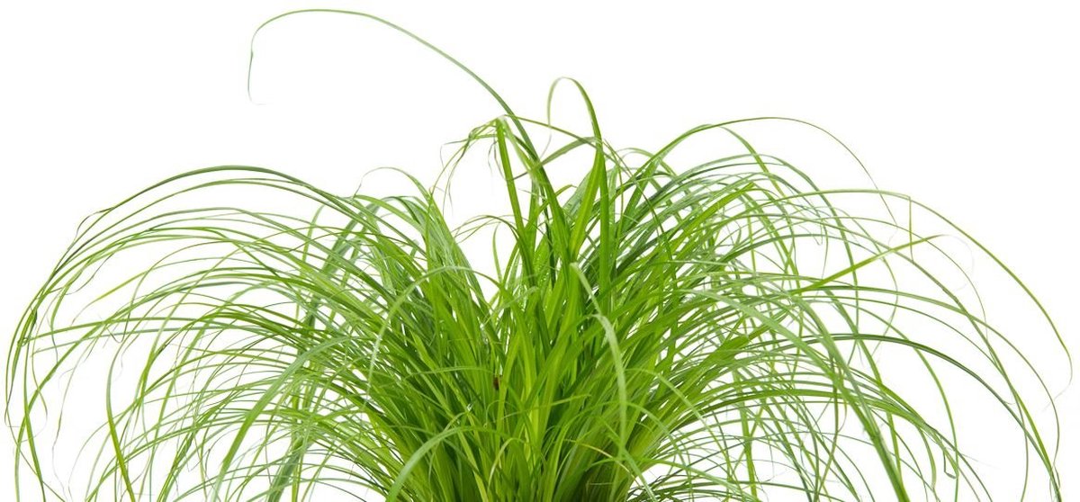 Merkloos ZynesFlora - Cyperus - Kattengras - 2 Stuks - Ø 12 Cm - Hoogte: 25-30 Cm - Kamerplant