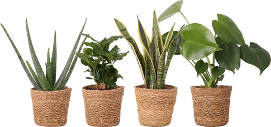  WL Plants - Set Van 4 - Kamerplanten - 1x Aloë Vera, 1x Coffea Arabica, 1x Monstera Deliciosa, 1x Sansevieria Laurentii - 12cm Diameter - Van Professionele Kweek - Groene Planten - Binnen Planten - In Bruine Mand Gemaakt Van Riet - ± 35cm Hoog