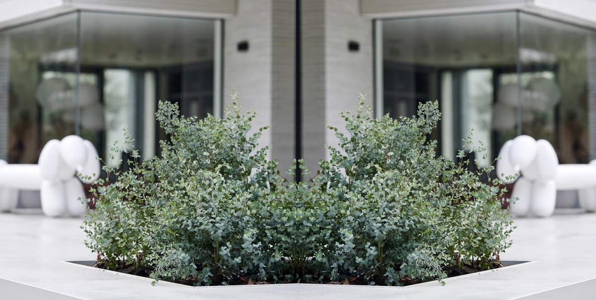  Eucalyptus Gunnii - Gomboom - Heester - Groenblijvend - ⌀17 Cm - 40-50 Cm