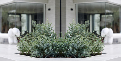  Eucalyptus Gunnii - Gomboom - Heester - Groenblijvend - ⌀17 Cm - 40-50 Cm