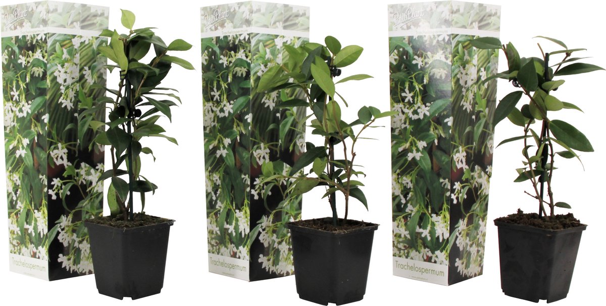  Plant In A Box - Toscaanse Jasmijn - Set Van 3 - Witte Sterjasmijn Tuinplanten - Pot 9cm - Hoogte 25-40cm