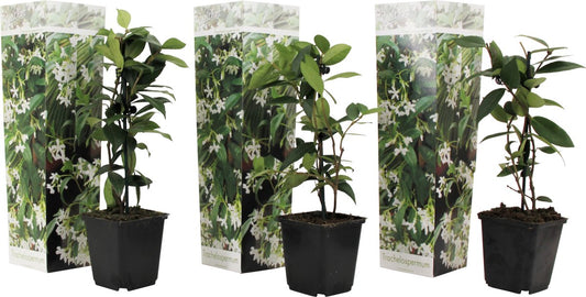  Plant In A Box - Toscaanse Jasmijn - Set Van 3 - Witte Sterjasmijn Tuinplanten - Pot 9cm - Hoogte 25-40cm