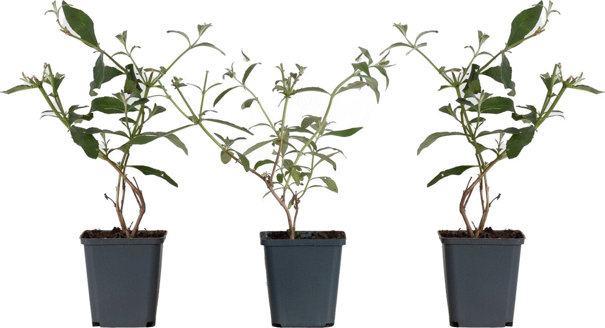  WL Plants - Mix Van 3 - Buddleja Davidii - 'Pink Delight' - 'Nanho Blue' - 'White Profusion' - Roze, Wit En Blauw - Vlinderstruik - Winterhard - Tuinplanten - ± 25cm Hoog - 9cm Diameter - In Kweekpot