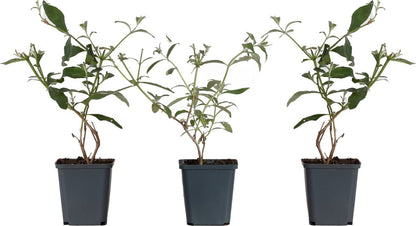  WL Plants - Mix Van 3 - Buddleja Davidii - 'Pink Delight' - 'Nanho Blue' - 'White Profusion' - Roze, Wit En Blauw - Vlinderstruik - Winterhard - Tuinplanten - ± 25cm Hoog - 9cm Diameter - In Kweekpot