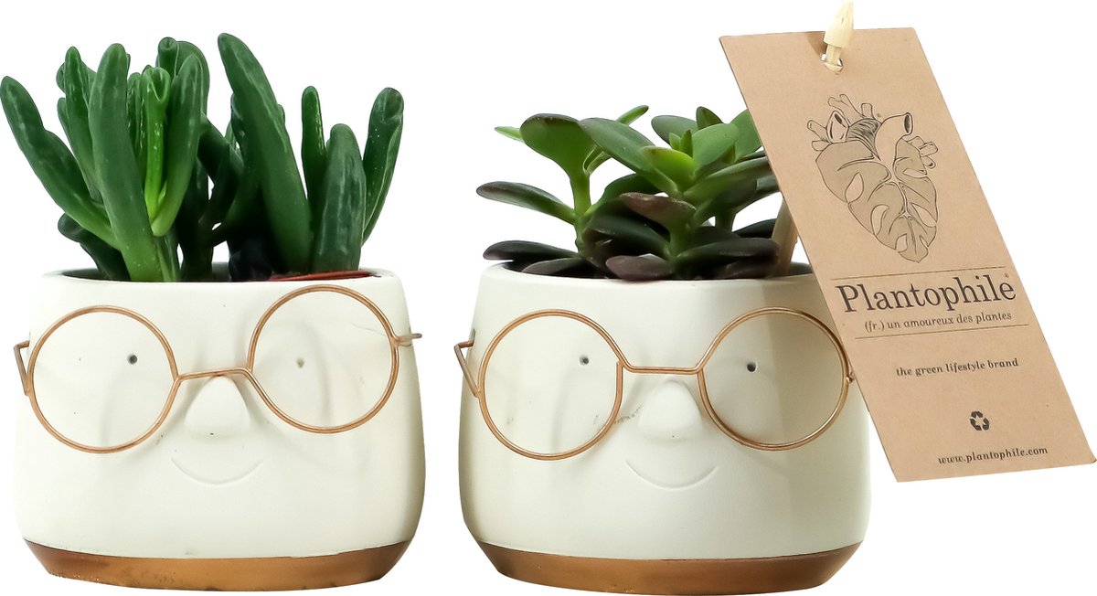  Plantophile Plant-deco Collectie - Leuke Bril Pot Met Plant - Wit Met Goud - Small - SET VAN 2 STUKS