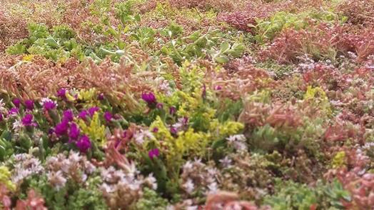  Covergreen Kant-en-klare Sedum Plantenmat