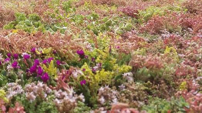  Covergreen Kant-en-klare Sedum Plantenmat