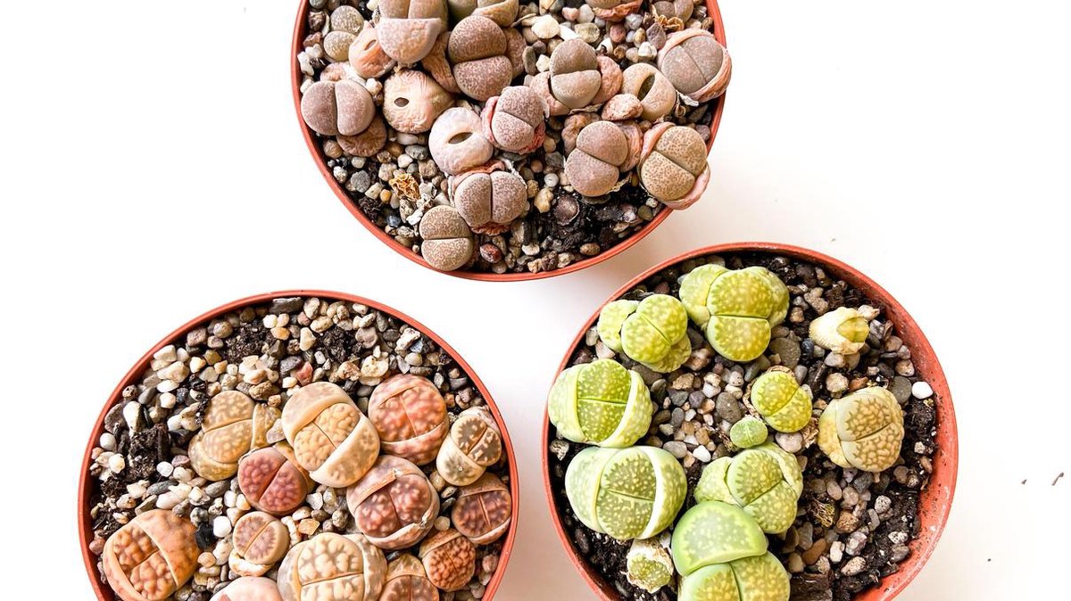  Levende Steentjes Mix Lithops 3x Pot 8,5cm Ikhebeencactus