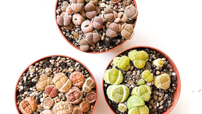  Levende Steentjes Mix Lithops 3x Pot 8,5cm Ikhebeencactus