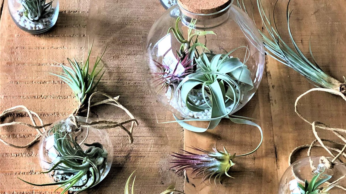  Tillandsia Luchtplantjes Mix Medium - Airplants - 10 Stuks + Tillandsia Spray