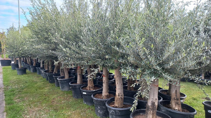  Olijfboom 200 Cm Hoog - Oude Olijfboom - Olea Europea