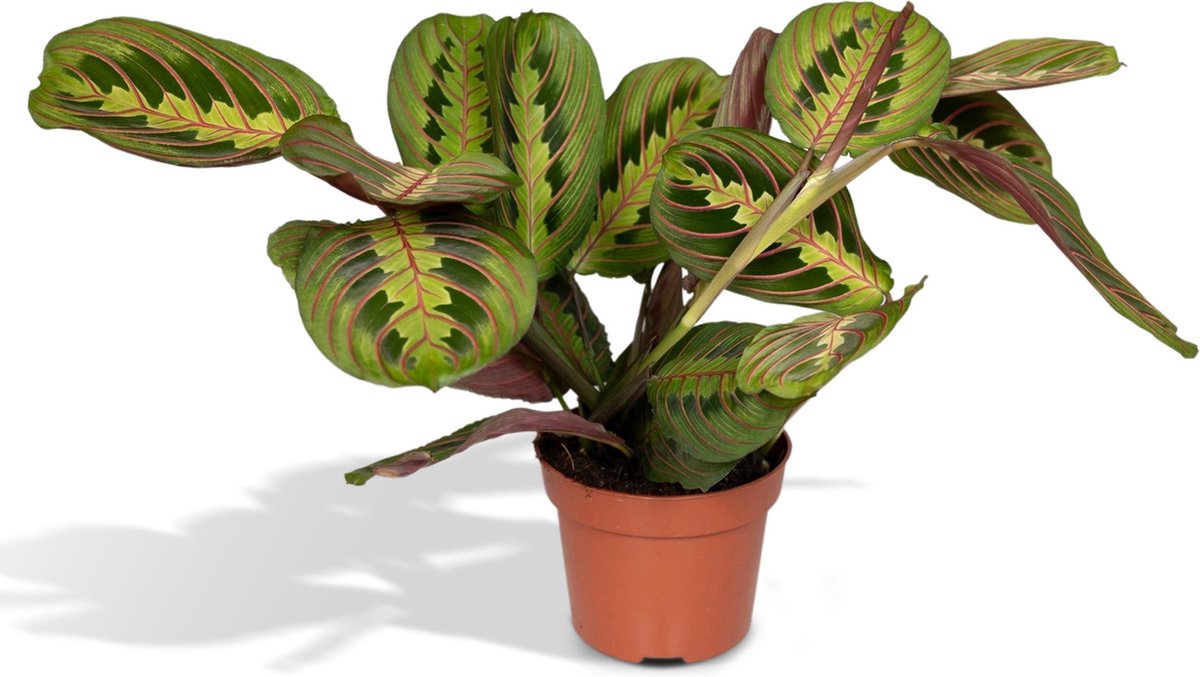  Maranta Fascinator - Pijlwortel - 20cm