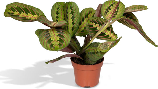  Maranta Fascinator - Pijlwortel - 20cm